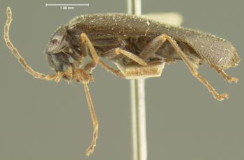 Media type: image;   Entomology 3389 Aspect: habitus lateral view